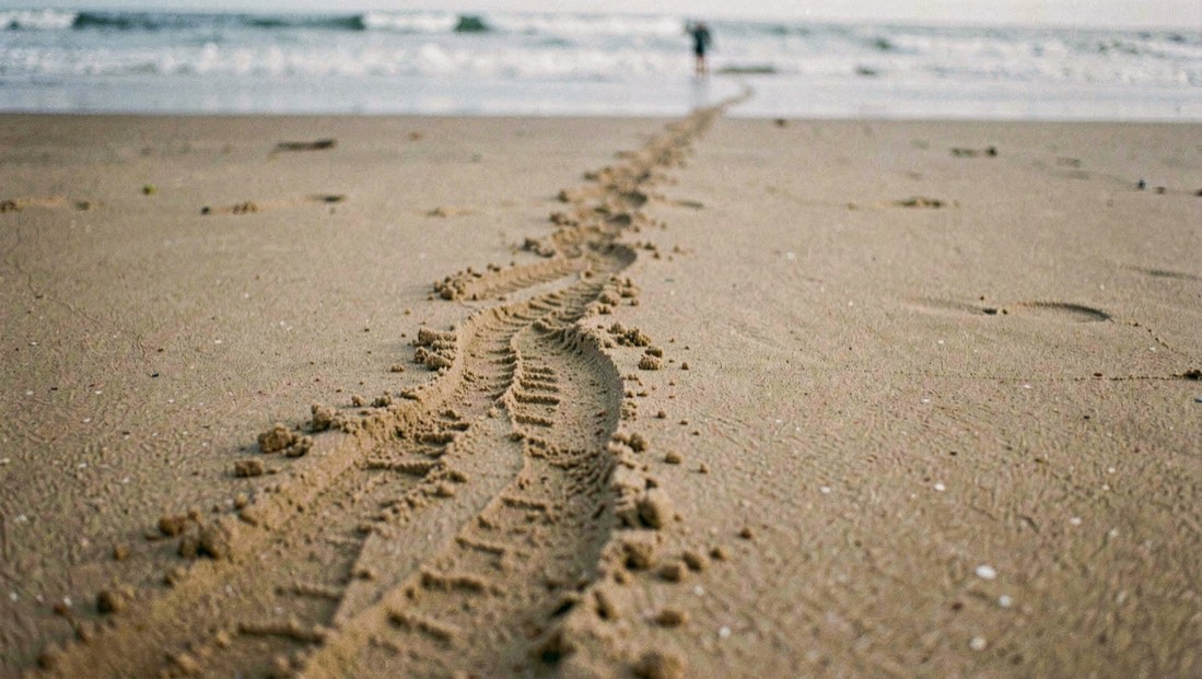 Un œil en boucle en huit attaché au point d accroche d une voile de traction posée sur le sable, lumière rasante de fin d après-midi, gros plan au.